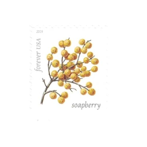 Winter Berries Book of 20 First Class US Postage Stamps Wedding Celebrate Engagement (20 Stamps)