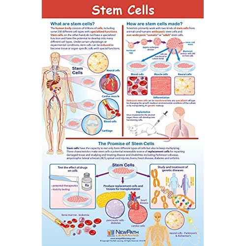 NewPath Learning Structure & Processes Posters, Set/4 (Cells, Osmosis/Diffusion, Mitosis/Meiosis, Stem Cells) - Laminated, Full-Color, 23" x 35" (34-9701)