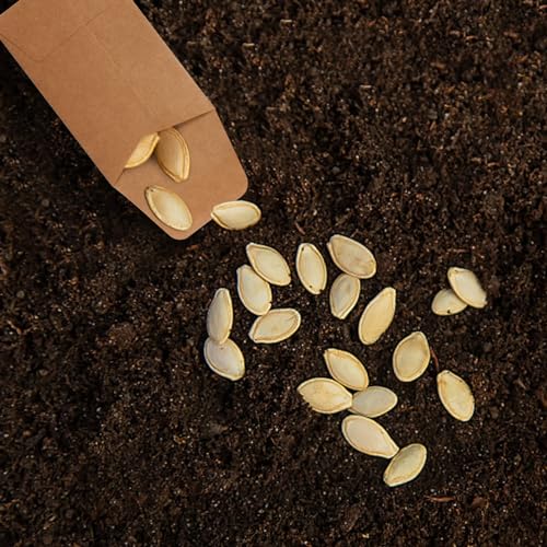 Tuhangcc 100 Pack Small Coin Envelopes 3.15 x 3.55 in Heavy Duty Kraft Self-Adhesive