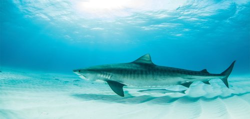 Lunarable Shark Pencil Pen Holder, Tiger Shark at The Bottom of The Ocean Danger Wild Life Nature Image Print, Printed Ceramic Pencil Pen Holder for Desk Office Accessory, Turquoise