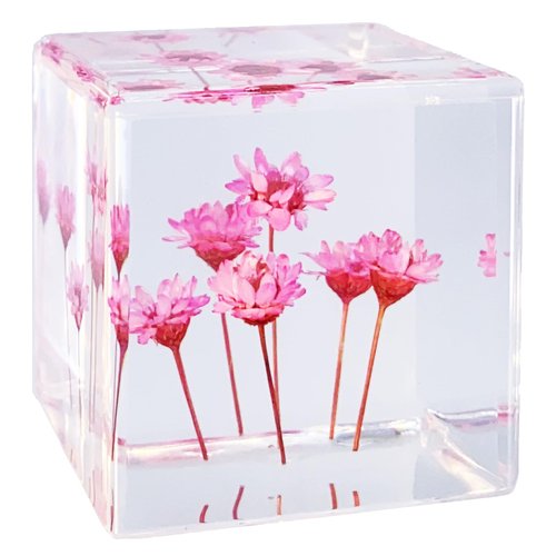 Bon Cube Desk Accessory Acrylic Resin Cube Paperweight with Decorative 3D Preserved Flowers Pink Starflowers (Resembles Daisy), 1.58'' Cube 2.9 oz, Aesthetic Desk Decor for Women and Gift for Her
