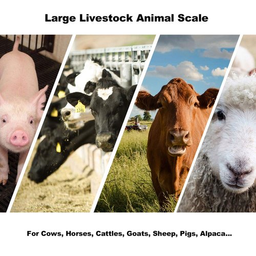 PEC Scales Large Farm Animal Scale/Digital Livestock Weighing Equipment, Capacity 4000 x 1 lb for Cattle, Horse, Goat, Cow, Alpaca, etc. (84x30)