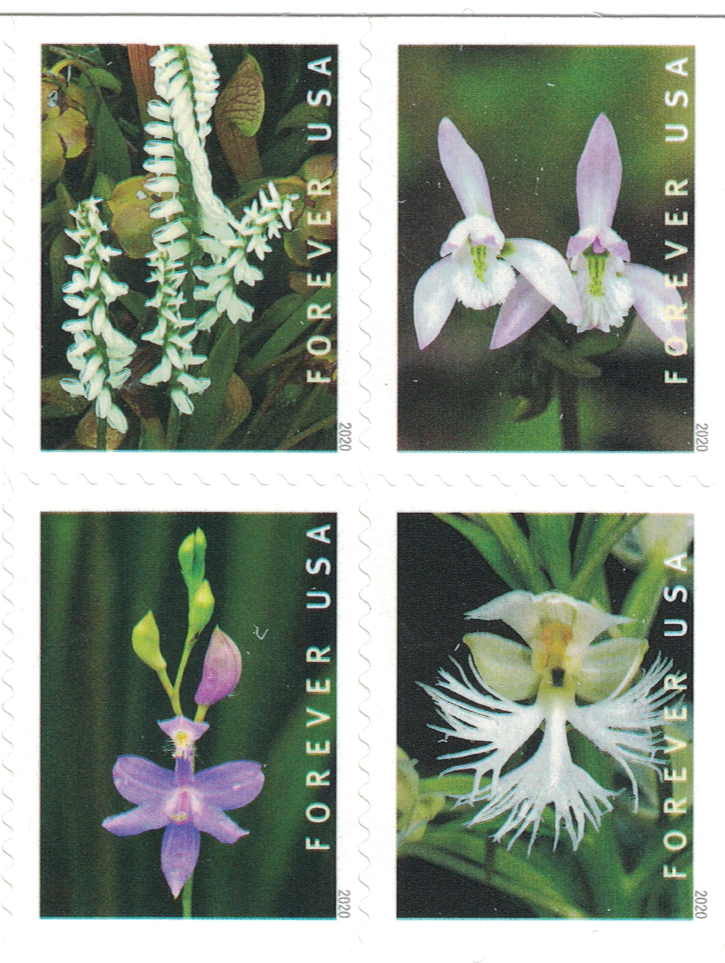 Wild Orchids (Booklet of 20) First-Class Mail Forever Postage Stamps 2020 Scott 5445-5454