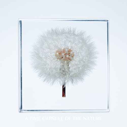 Acrylic Cube with Real Dandelion Inside 6cm Cube White Aesthetic Plant Shelf Decor Desk Decor Paperweight for Girlfriend