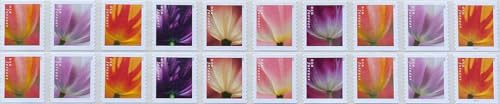 USPS Tulip Blossom Forever First Class Postage Stamps - Strip of 20
