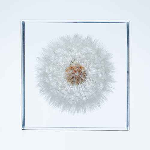 Acrylic Cube with Real Dandelion Inside 6cm Cube White Aesthetic Plant Shelf Decor Desk Decor Paperweight for Girlfriend