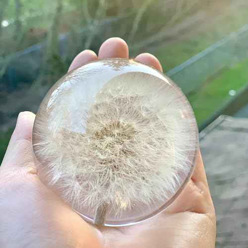 Real Dandelion Paperweight - Home Decor Crystal Resin Ball 3.14in (80mm) - Clear Resin Dandelion Flower Globe for Special Days - Sphere Figurine Office Paperweight w/Flat Bottom