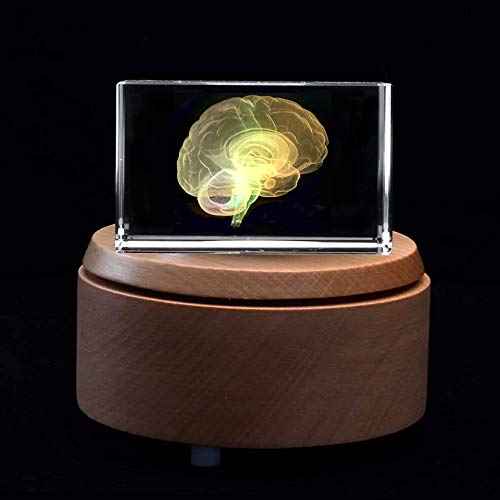 3D Human Brain Anatomical Model Paperweight(Laser Etched) in Crystal Glass Cube Science Gift (Included LED Base)