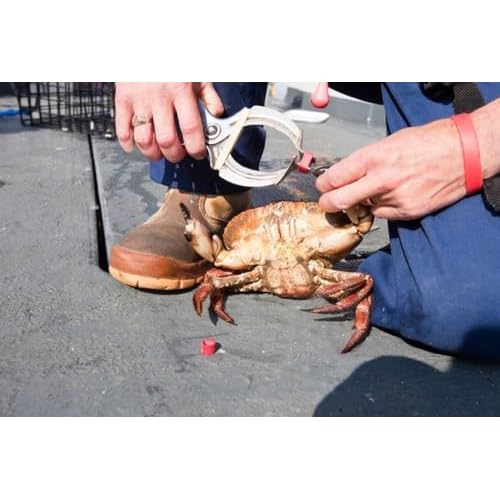 AirFly Crab, Lobster Claw Rubber Bands, Protect Lobsters & Crabs, Cook Safe FDA-Compliant Silicone, Made in USA