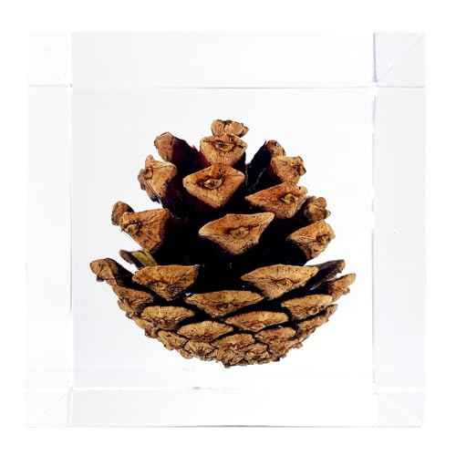 Acrylic Cube Paperweight with Decorative 3D Preserved Flowers, 2.36'' Cube 12 oz, Brown Pine Cone, Aesthetic Desk Shelf Decor and Good Luck Gift for Her