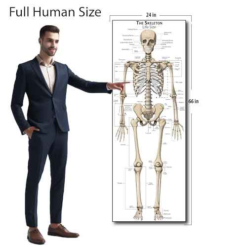Life Size Skeleton bones named Poster for classroom or lab printed on durable quality plastic FIXES UPDATED 2025(24"x66") Young N Refined