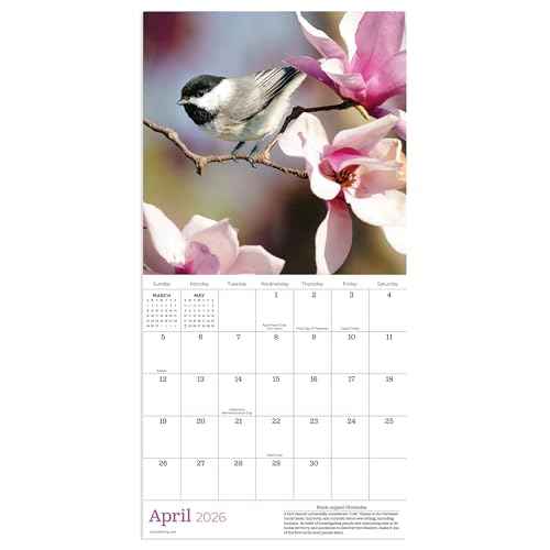 TF Publishing 2026 Backyard Birds Mini Calendar with Monthly Grids for Appointments and Scheduling - Vertical Small Wall Calendar 2026 with Premium Gloss Paper for Home and Office Organization - 7x7in