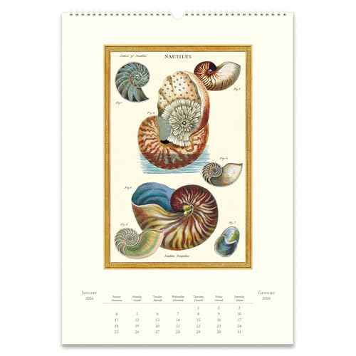 Cavallini 2026 Sea Life Wall Calendar, 13x19 Inches, 12 Page-A-Month Hanging Calendar, Ideal for Ocean Lovers, Beautiful and Organized