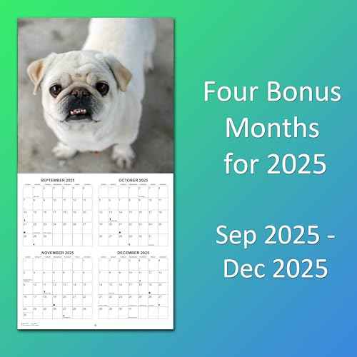 2026 Pugs Monthly Wall Calendar | Dog Calendar 2025-2026