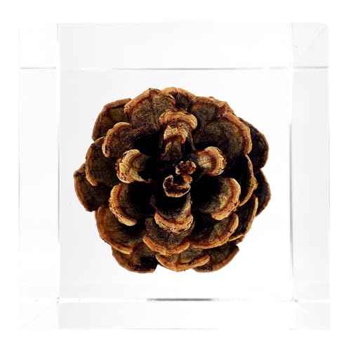 Acrylic Cube Paperweight with Decorative 3D Preserved Flowers, 2.36'' Cube 12 oz, Brown Pine Cone, Aesthetic Desk Shelf Decor and Good Luck Gift for Her