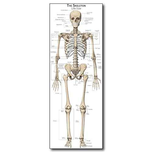 Life Size Skeleton bones named Poster for classroom or lab printed on durable quality plastic FIXES UPDATED 2025(24"x66") Young N Refined