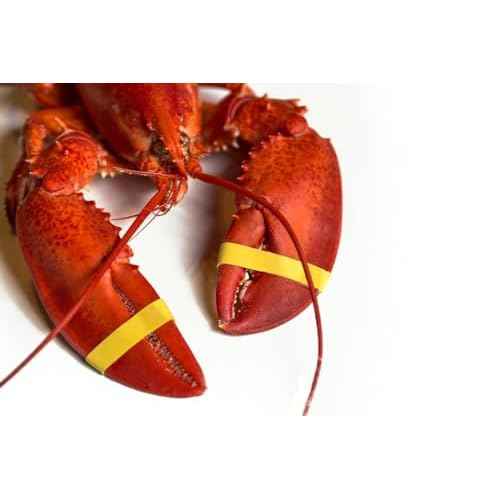 AirFly Crab, Lobster Claw Rubber Bands, Protect Lobsters & Crabs, Cook Safe FDA-Compliant Silicone, Size 1" x 0.5", Made in USA