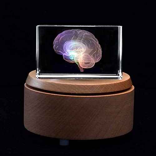 3D Human Brain Anatomical Model Paperweight(Laser Etched) in Crystal Glass Cube Science Gift (Included LED Base)
