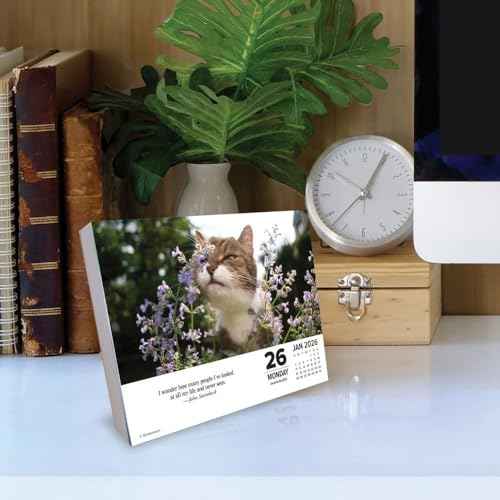 Willow Creek Press, What Cats Teach Us 2026 Desk Calendar, 6.18'' X 5.43'', Daily Calendar with Adhesive Binding