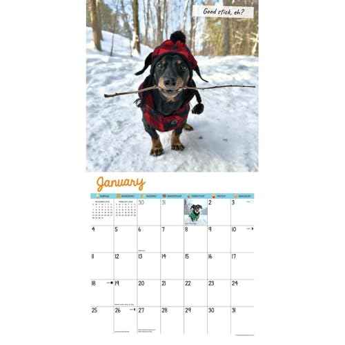 Willow Creek Press, Crusoe the Celebrity Dachshund 2026 Wall Calendar, 12'' X 12'', 18-Month Calendar with Stapled Binding