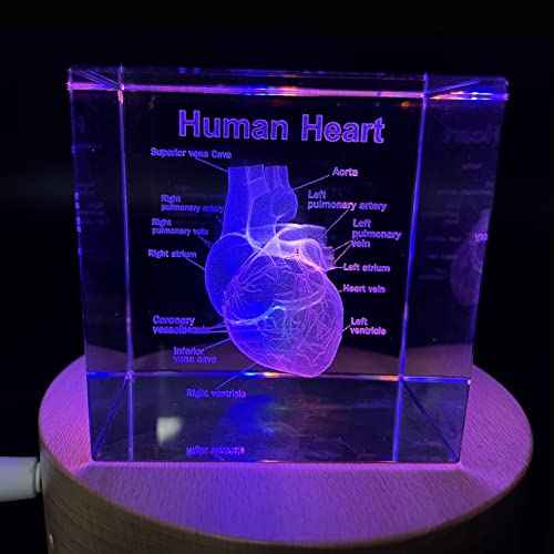 3D Human Heart with Labels Anatomical Model Paperweight(Laser Etched) in Crystal Glass Cube Science Gift (Included LED Base)