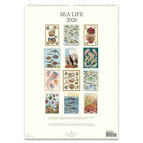 Cavallini 2026 Sea Life Wall Calendar, 13x19 Inches, 12 Page-A-Month Hanging Calendar, Ideal for Ocean Lovers, Beautiful and Organized