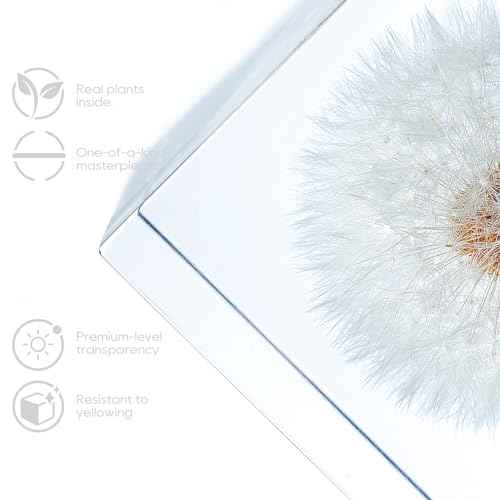 Acrylic Cube with Real Dandelion Inside 6cm Cube White Aesthetic Plant Shelf Decor Desk Decor Paperweight for Girlfriend