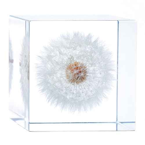 Acrylic Cube with Real Dandelion Inside 6cm Cube White Aesthetic Plant Shelf Decor Desk Decor Paperweight for Girlfriend