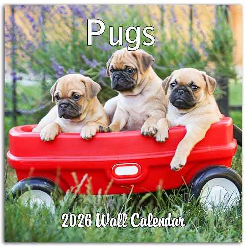 2026 Pugs Monthly Wall Calendar | Dog Calendar 2025-2026