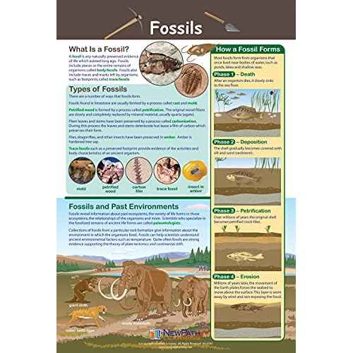 NewPath Learning - 34-9801 Earth Science Posters, Set/5 - Laminated, Full-Color, 23" x 35"