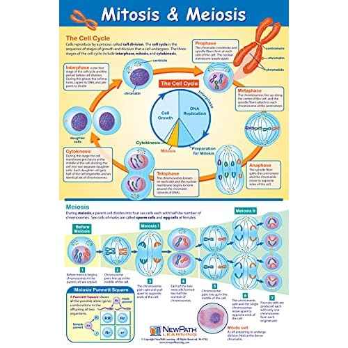 NewPath Learning Structure & Processes Posters, Set/4 (Cells, Osmosis/Diffusion, Mitosis/Meiosis, Stem Cells) - Laminated, Full-Color, 23" x 35" (34-9701)