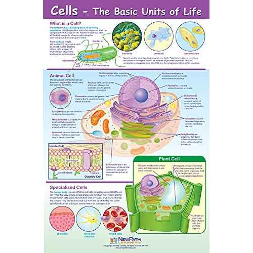 NewPath Learning Structure & Processes Posters, Set/4 (Cells, Osmosis/Diffusion, Mitosis/Meiosis, Stem Cells) - Laminated, Full-Color, 23" x 35" (34-9701)