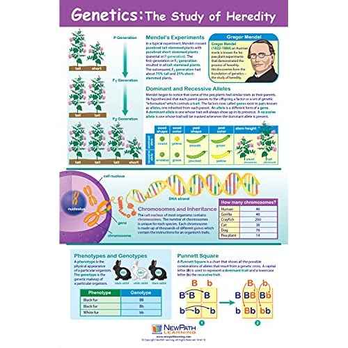 NewPath Learning Genetics & Heredity Posters, Set/4 (Genetics, Modern Genetics, How Genes Works, Gene Technology) - Laminated, Full-Color, 23" x 35" (34-9702)