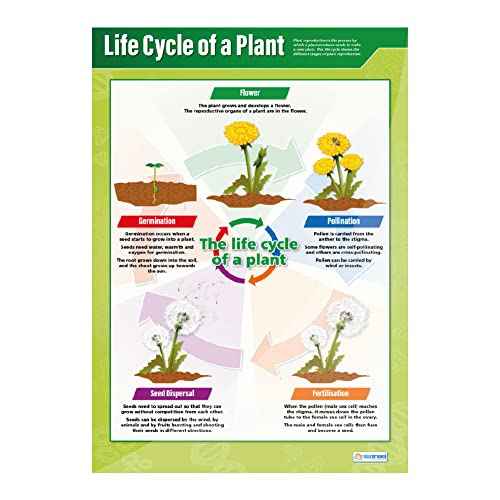 Daydream Education Plants Science Classroom Posters - Set of 4 - EXTRA LARGE 33¡± x 23.5¡± - Laminated - STEM Middle & High School Class Decoration - Wall Charts