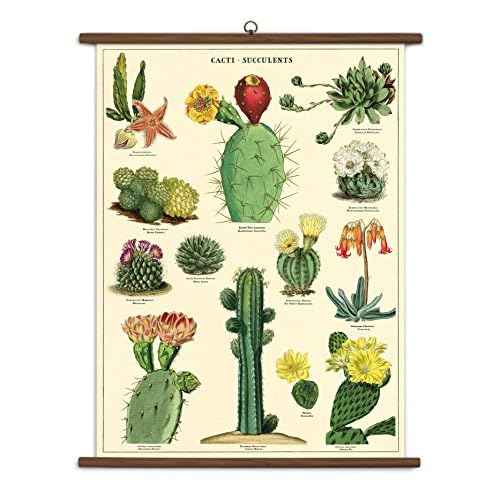 Cavallini Papers & Co., Inc. Succulents Vintage School Chart, Multi