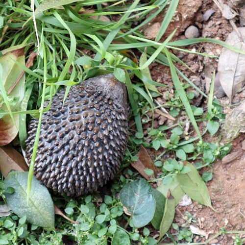 Memeyou Hedgehog Key Hider Rock: Outdoor Weatherproof Secret Key Safe