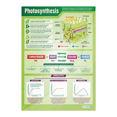 Daydream Education Plants Science Classroom Posters - Set of 4 - EXTRA LARGE 33¡± x 23.5¡± - Laminated - STEM Middle & High School Class Decoration - Wall Charts