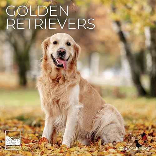 2026 Golden Retriever Wall Calendar 12 Month | 12" x 24" Open | Giftable | Dog Calendar 2026 | Thick & Sturdy Paper for Calendar Organizing & Planning | Pacific Waters Press (Golden Retriever)