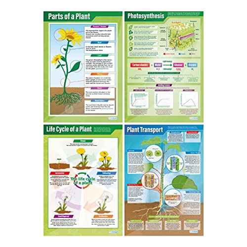 Daydream Education Plants Science Classroom Posters - Set of 4 - EXTRA LARGE 33¡± x 23.5¡± - Laminated - STEM Middle & High School Class Decoration - Wall Charts
