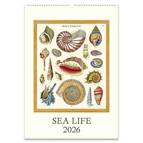 Cavallini 2026 Sea Life Wall Calendar, 13x19 Inches, 12 Page-A-Month Hanging Calendar, Ideal for Ocean Lovers, Beautiful and Organized