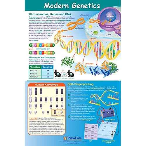 NewPath Learning Genetics & Heredity Posters, Set/4 (Genetics, Modern Genetics, How Genes Works, Gene Technology) - Laminated, Full-Color, 23" x 35" (34-9702)