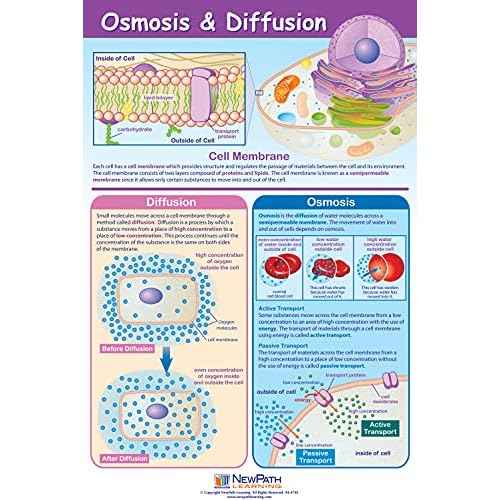 NewPath Learning Structure & Processes Posters, Set/4 (Cells, Osmosis/Diffusion, Mitosis/Meiosis, Stem Cells) - Laminated, Full-Color, 23" x 35" (34-9701)