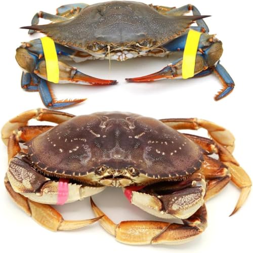 AirFly Crab, Lobster Claw Rubber Bands, Protect Lobsters & Crabs, Cook Safe FDA-Compliant Silicone, Made in USA
