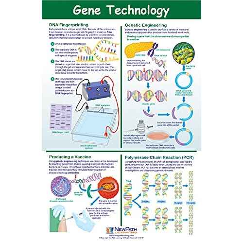 NewPath Learning Genetics & Heredity Posters, Set/4 (Genetics, Modern Genetics, How Genes Works, Gene Technology) - Laminated, Full-Color, 23" x 35" (34-9702)