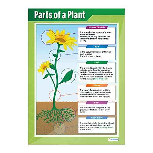 Daydream Education Plants Science Classroom Posters - Set of 4 - EXTRA LARGE 33¡± x 23.5¡± - Laminated - STEM Middle & High School Class Decoration - Wall Charts