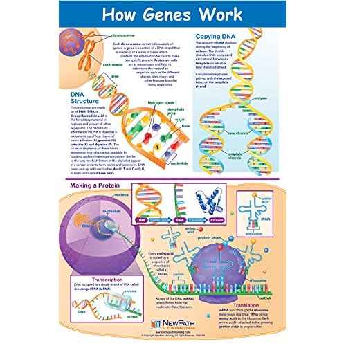 NewPath Learning Genetics & Heredity Posters, Set/4 (Genetics, Modern Genetics, How Genes Works, Gene Technology) - Laminated, Full-Color, 23" x 35" (34-9702)