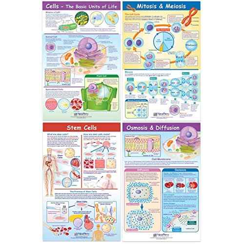 NewPath Learning Structure & Processes Posters, Set/4 (Cells, Osmosis/Diffusion, Mitosis/Meiosis, Stem Cells) - Laminated, Full-Color, 23" x 35" (34-9701)