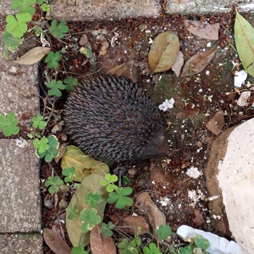 Memeyou Hedgehog Key Hider Rock: Outdoor Weatherproof Secret Key Safe