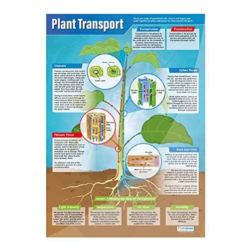 Daydream Education Plants Science Classroom Posters - Set of 4 - EXTRA LARGE 33¡± x 23.5¡± - Laminated - STEM Middle & High School Class Decoration - Wall Charts