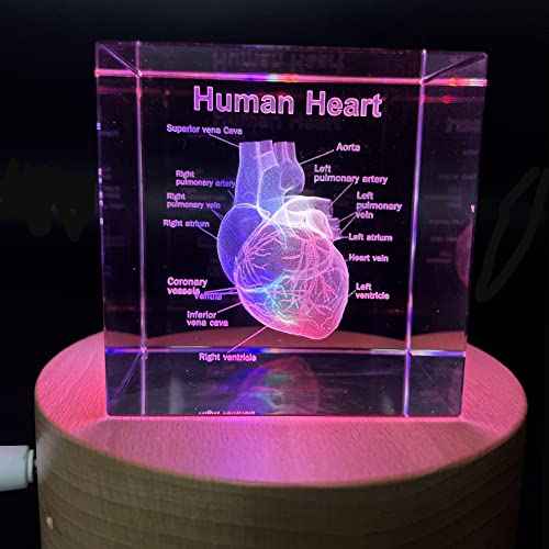 3D Human Heart with Labels Anatomical Model Paperweight(Laser Etched) in Crystal Glass Cube Science Gift (Included LED Base)